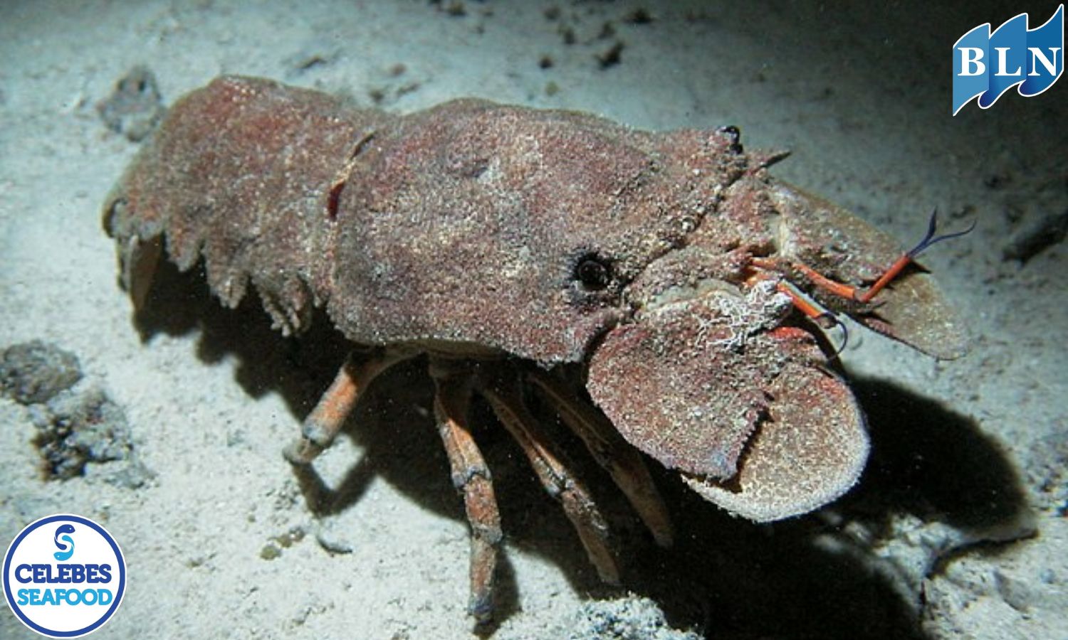 Adaptation of Slipper Lobsters to Deep Sea Habitats: The Secret to Survival